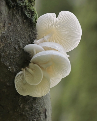 Porcelain Fungi